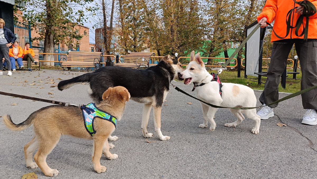 Классическая компашка: рыженькая, брюнетка и блондинка. Веда, Габи, Мия