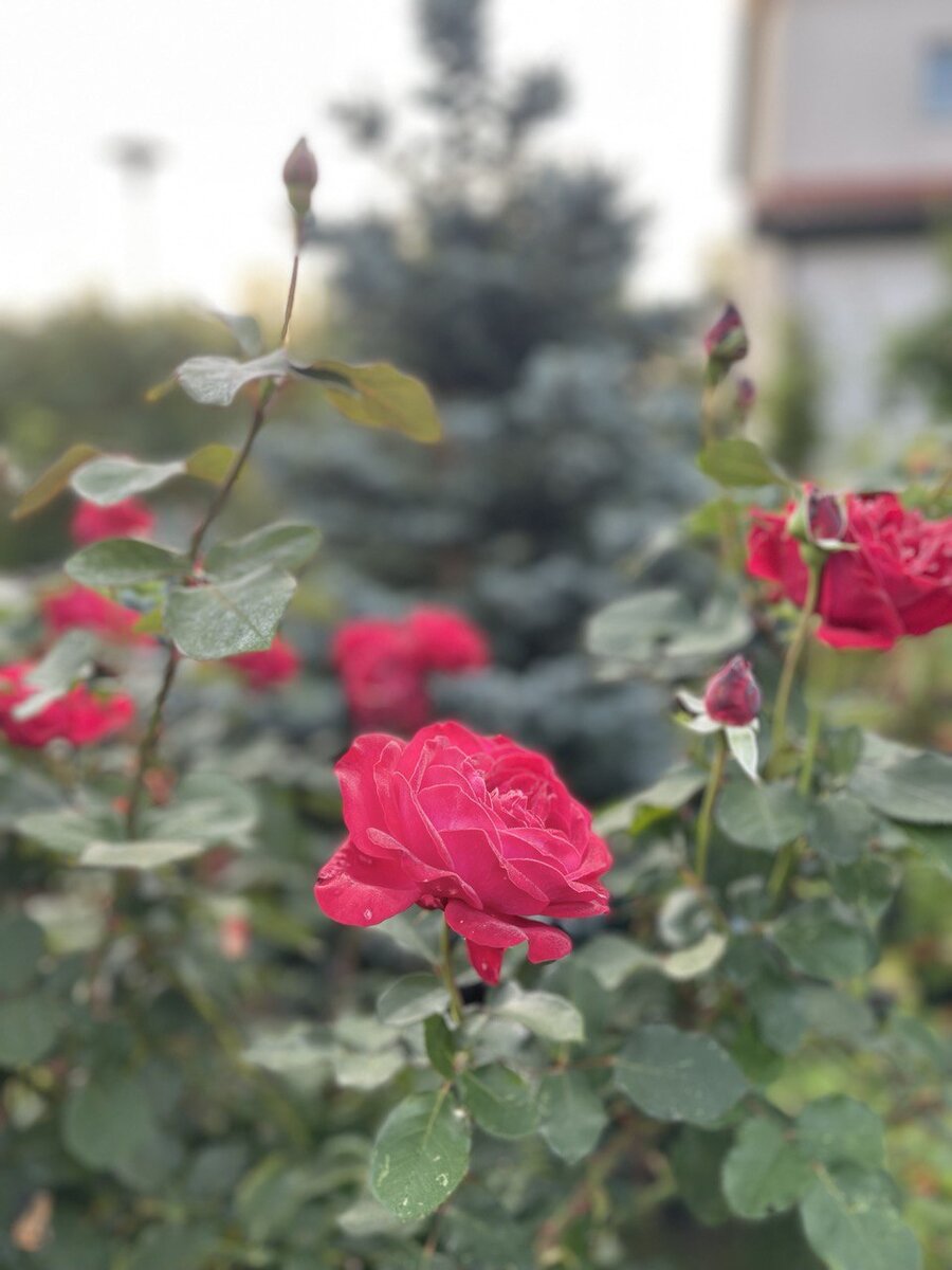 Прекрасная роза в середине сентября. Красива, несмотря ни на кого