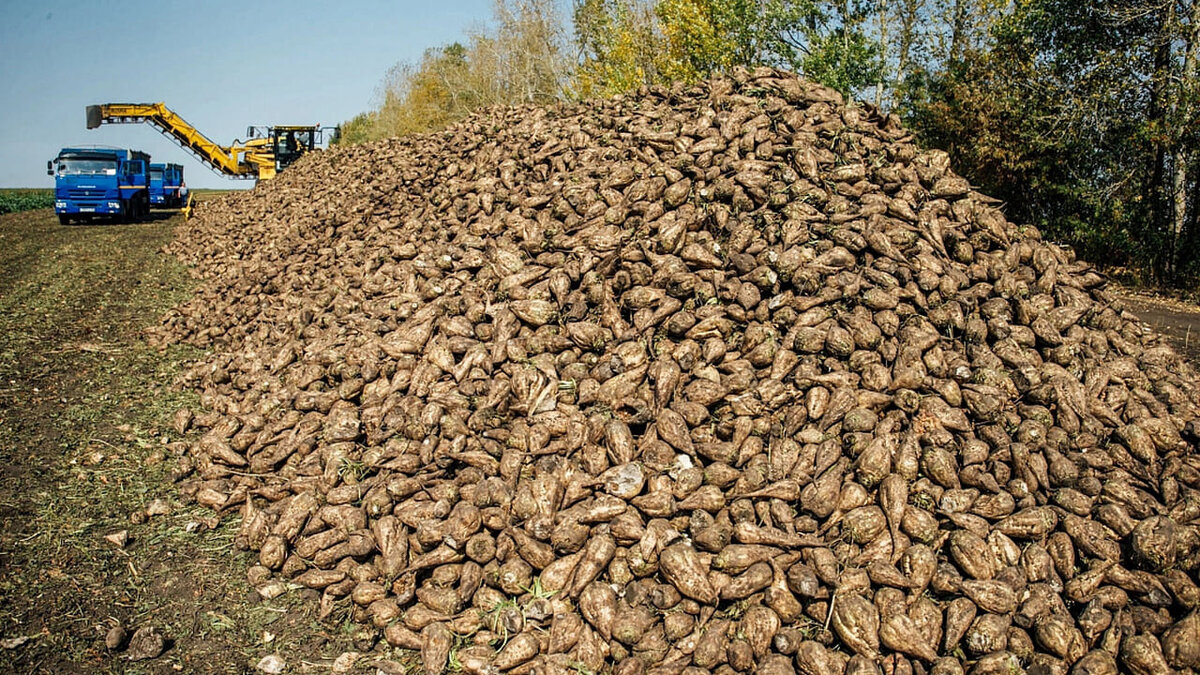    В Курской области собрали более 1,5 млн тонн сахарной свёклы