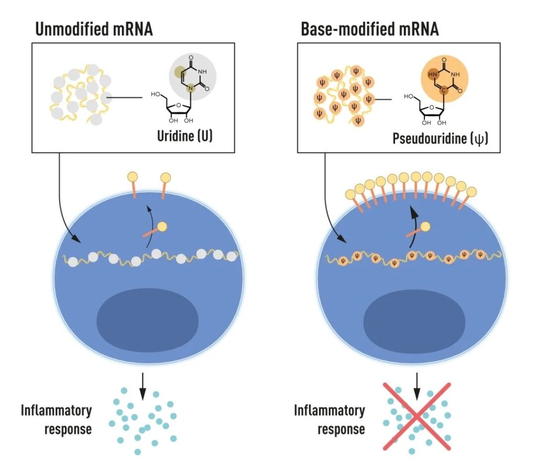 mRNA содержит четыре различные основания, обозначаемые буквами A, U, G и C. Лауреаты Нобелевской премии обнаружили, что модифицированное основаниями mRNA может использоваться для блокирования активации воспалительных реакций (выделение сигнальных молекул) и увеличения производства белка при доставке mRNA в клетки.