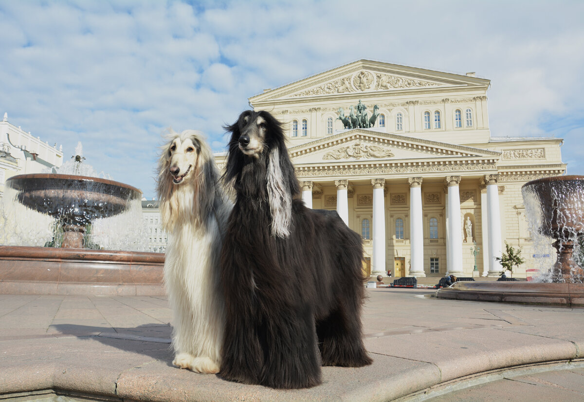 Шоу Герат Джайв Сплендид и Шоу Герат Граффити на площади у Большого театра