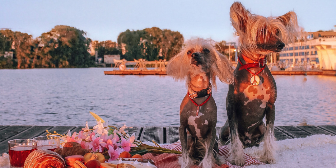 Путешествие в Крым с собаками: мой ужасный отпуск - ЧАСТЬ 4