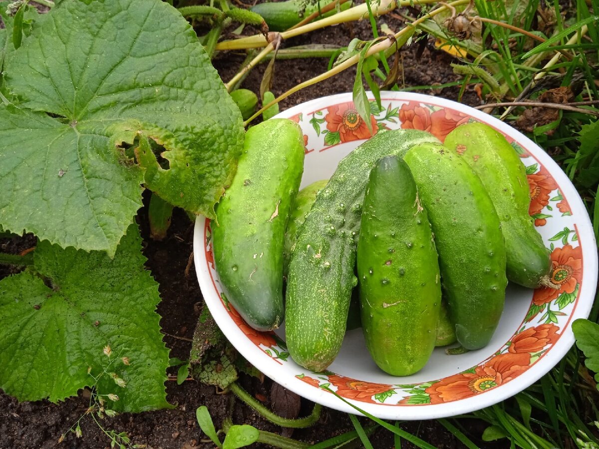 Когда лучше снимать огурцы. Когда убирают и огурцы.