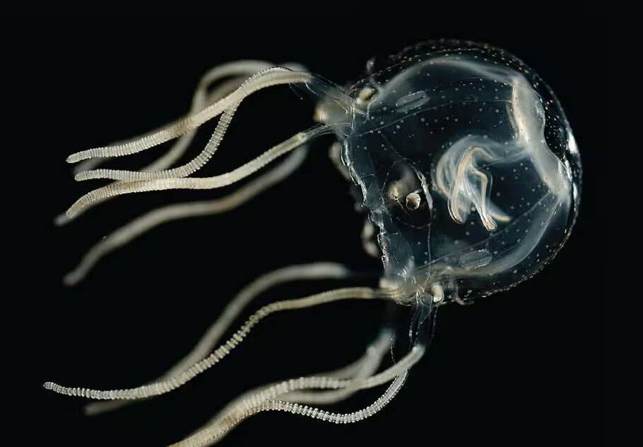 Тipedalia cystophora, Яндекс картинки