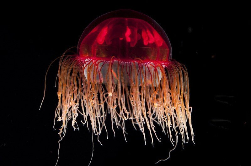 Яндекс картинки.