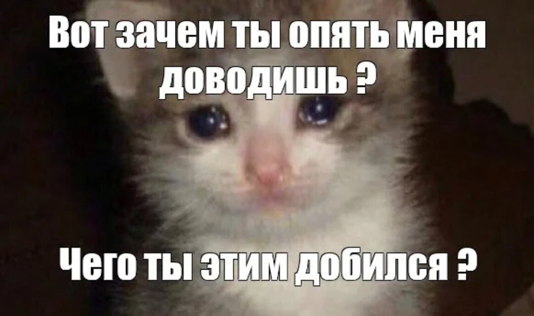 Хватит киснуть. Коты мемы. Кот Мем. Мемы с котятами. Котенок со слезами.