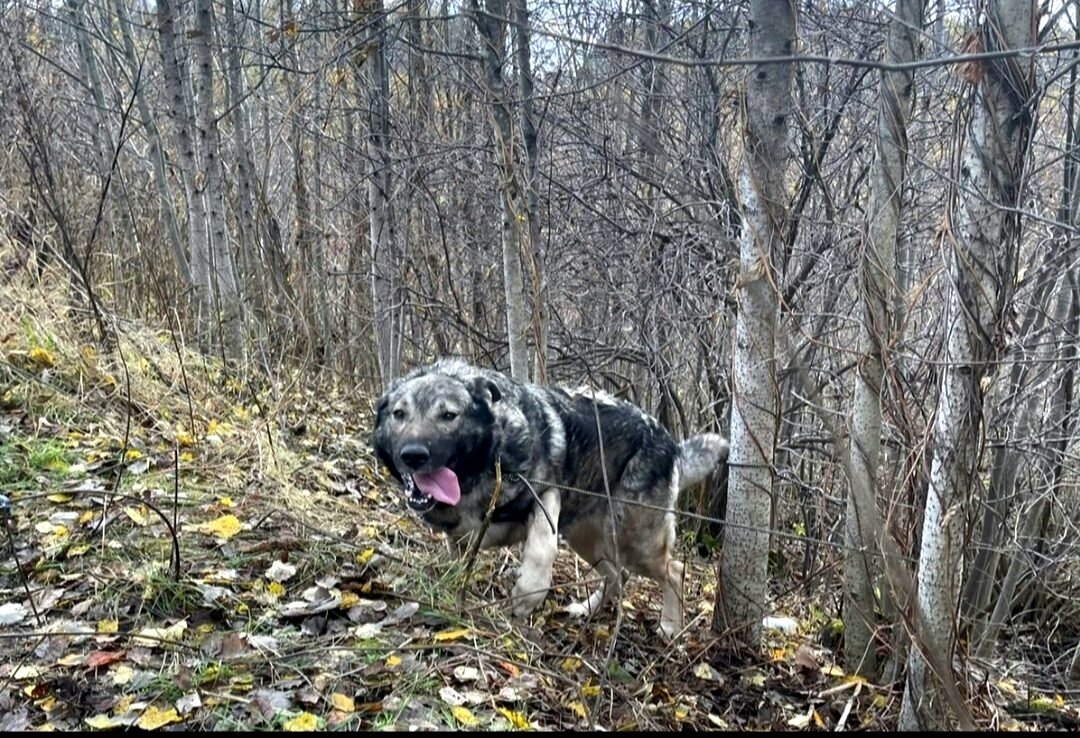 Хана привязали к дереву в овраге около приюта