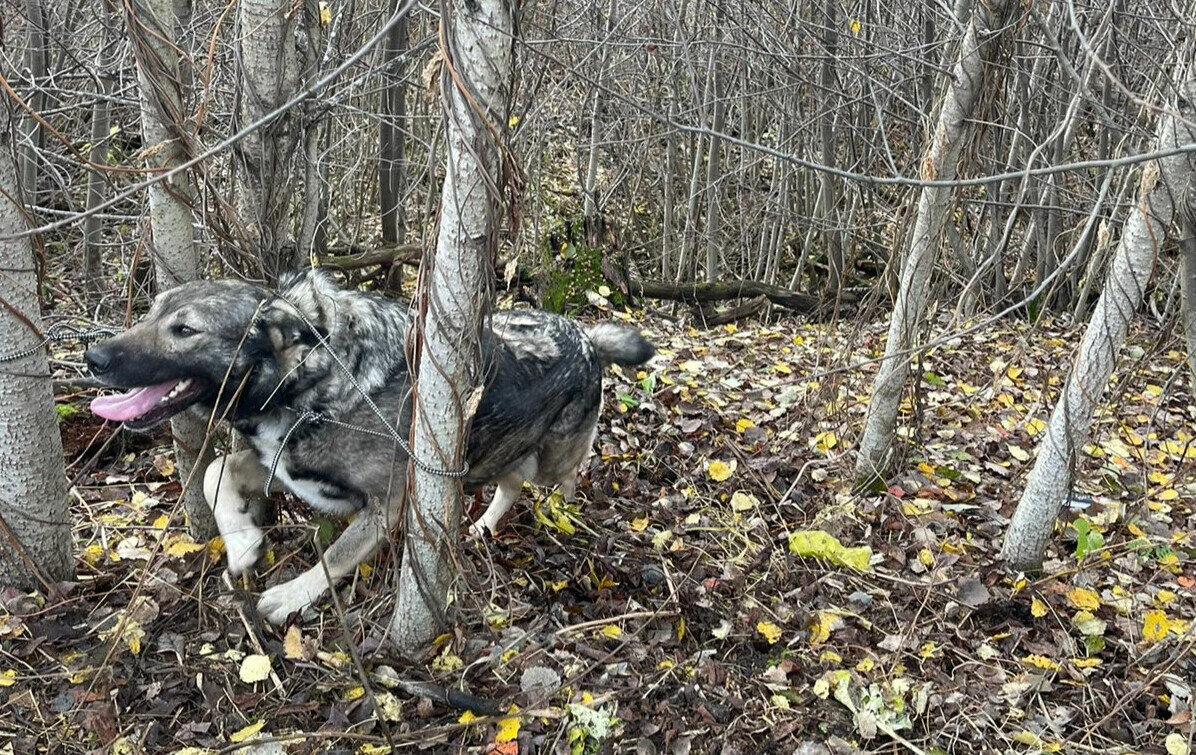 К тому времени, когда его нашли, он уже изрядно запутался 