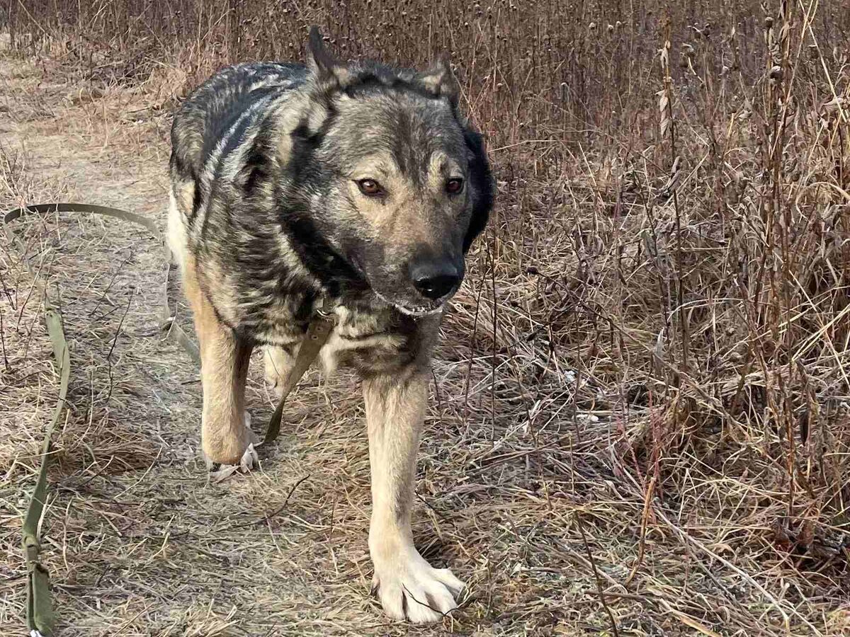 Гуляет на поводке