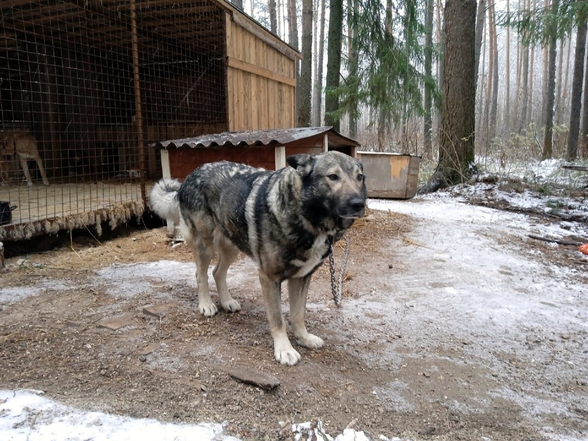 Знает будку и цепь