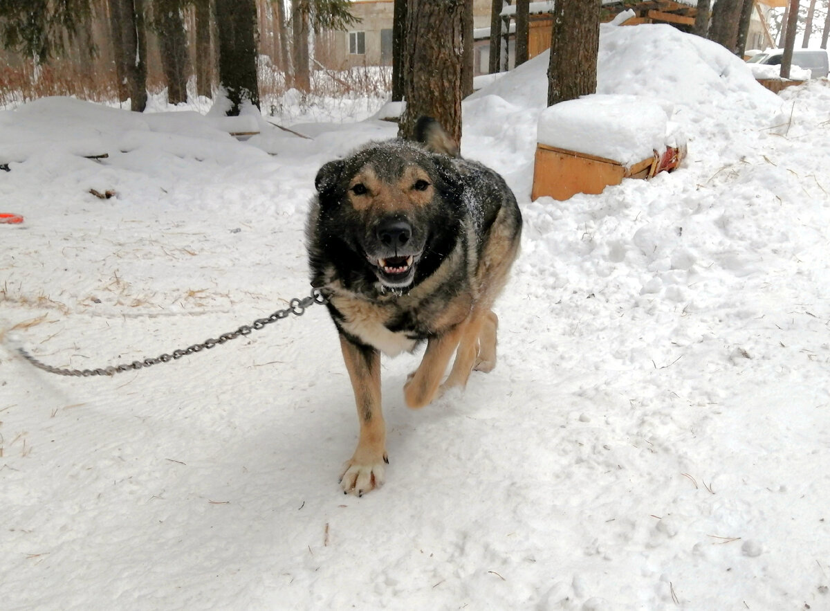 Умеет охранять территорию