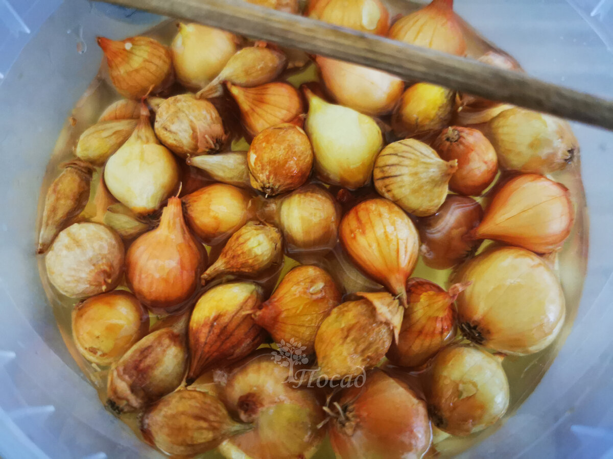 Севок был, скажем, так себе: весь пересушенный, хоть выбрасывай. Забыла я про него.