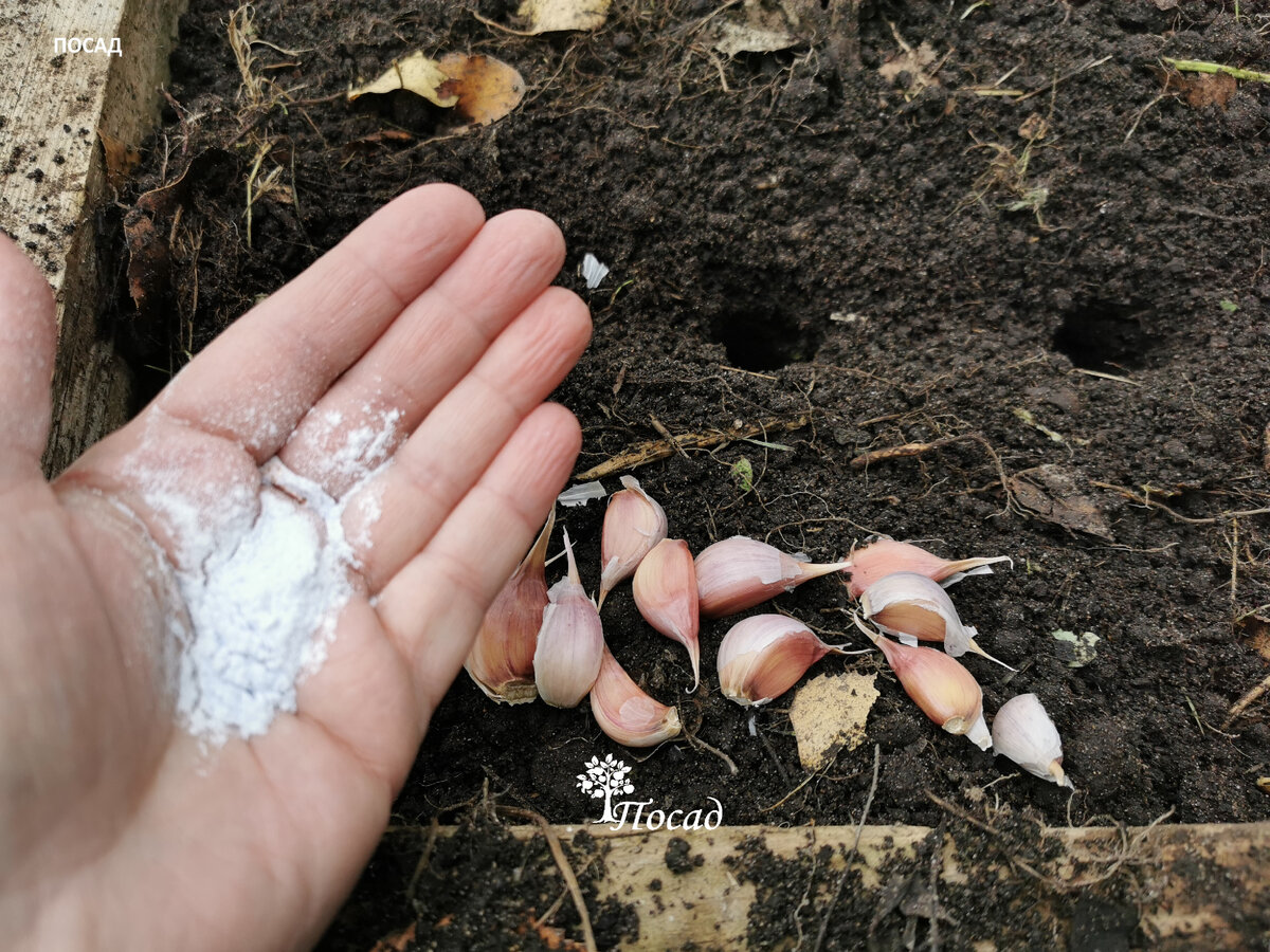 Обычно я сажаю чеснок сухим. Но на случай погодного цейтнота у меня есть и "мокрый" способ.
