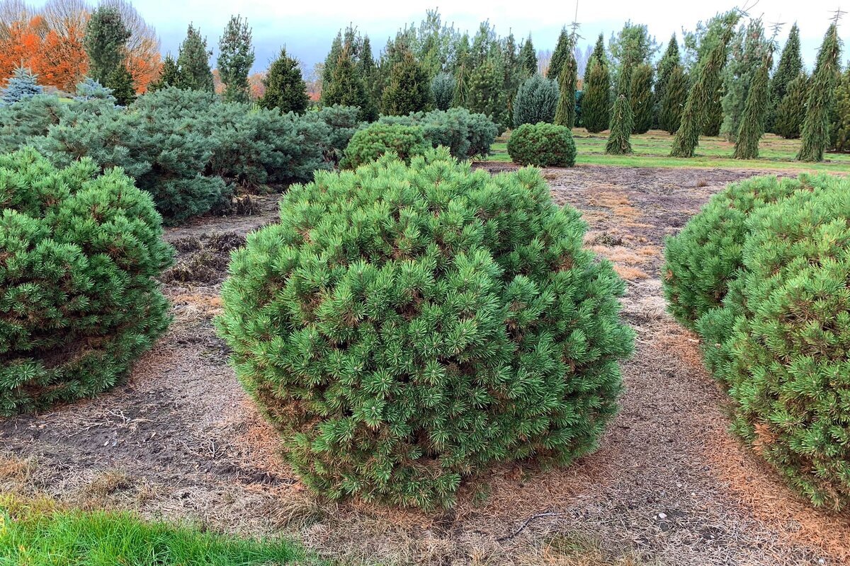 Сосна Горная Мугус