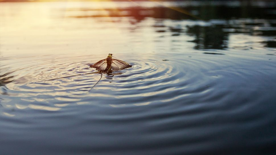 Источник: yandex.ru 