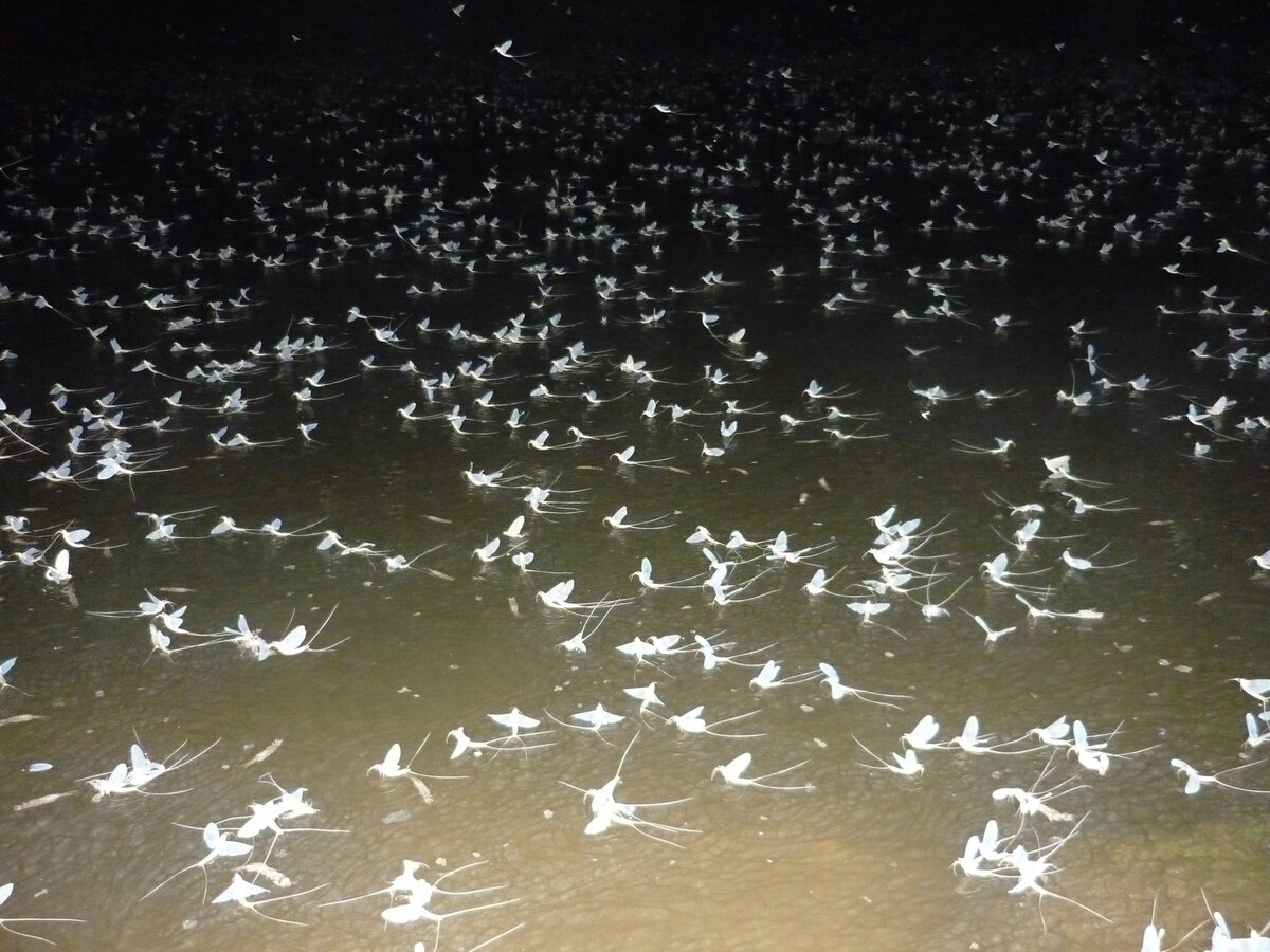 Источник: yandex.ru 