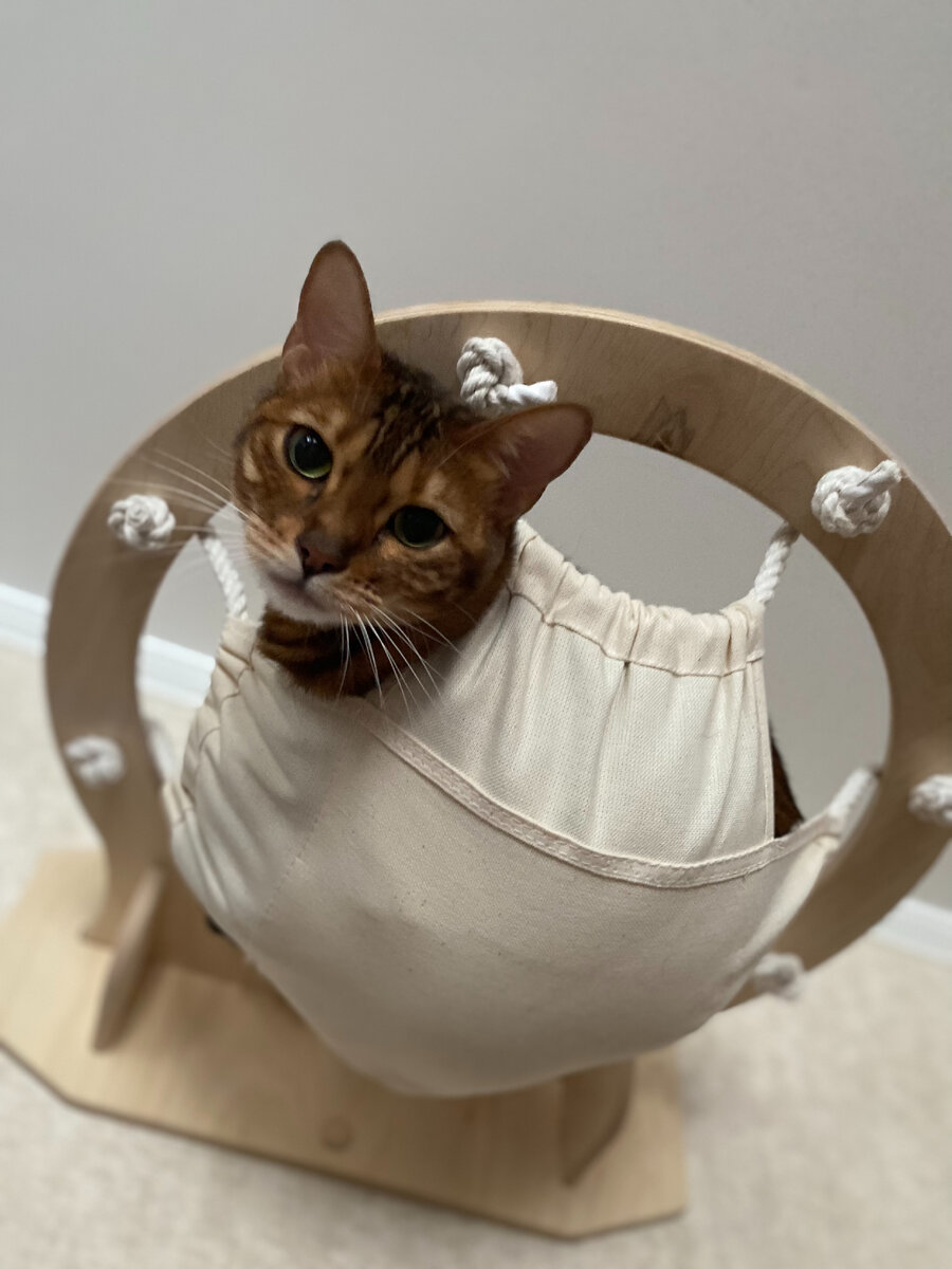 настенный гамак для кошек