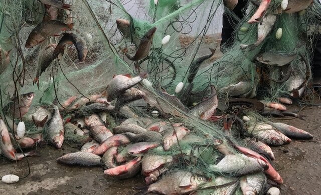    В Ивановской области браконьеры-рыболовы оштрафованы почти на полмиллиона рублей