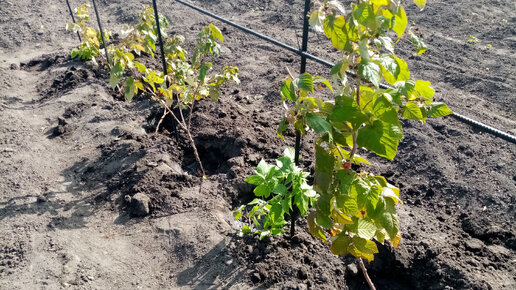 Сажаю Ремонтантную🍇🍇🍇 МАЛИНУ под Новую ОПОРУ сорта Поклон КАЗАКОВУ👍👍👍. . Самый Лучший сорт🌞🌞🌞 2 октября 2023💖г.