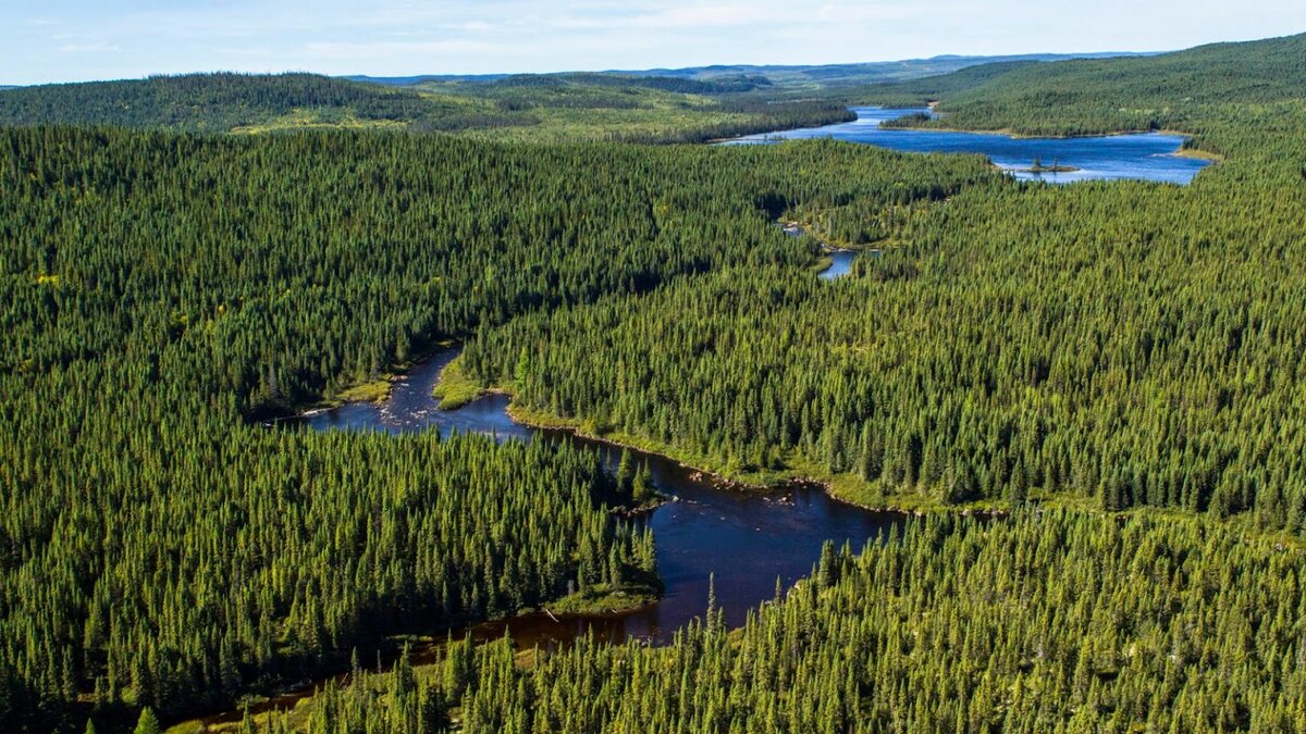 Сибирская тайга