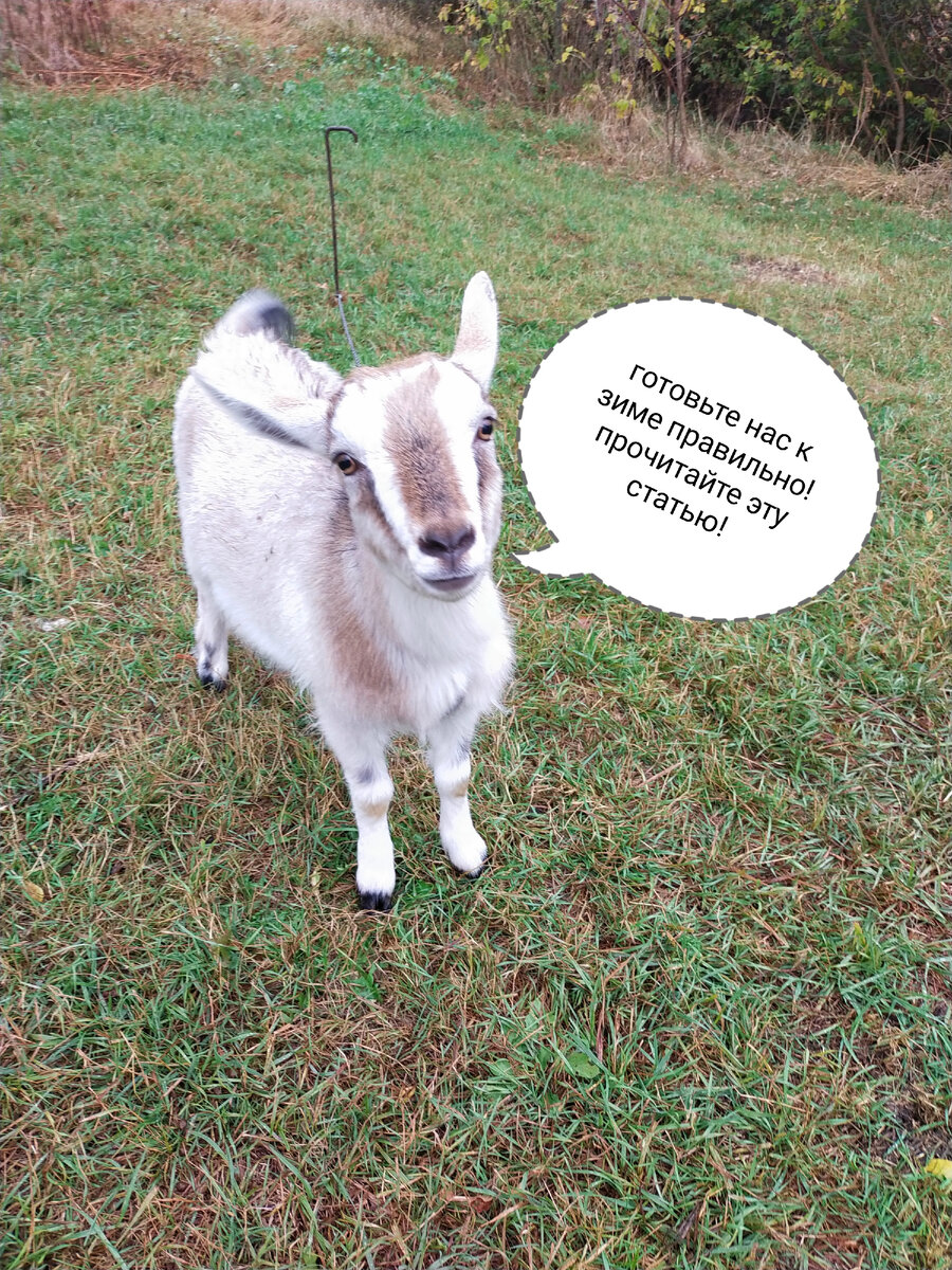 Дуська врать не будет!