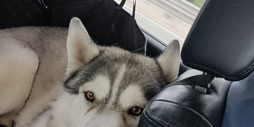 Наклоняюсь завязать шнурок и последнее, что вижу- черный нос. Очнулась, лицо отекло, первая мысль-где Вольт.