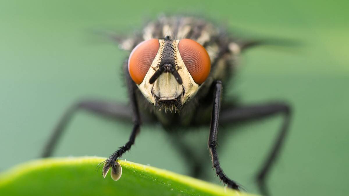 Муха кровососка. Ядовитые мухи. Фото ядовитых мух. Самая опасная Муха на земле. Ядовитая муха