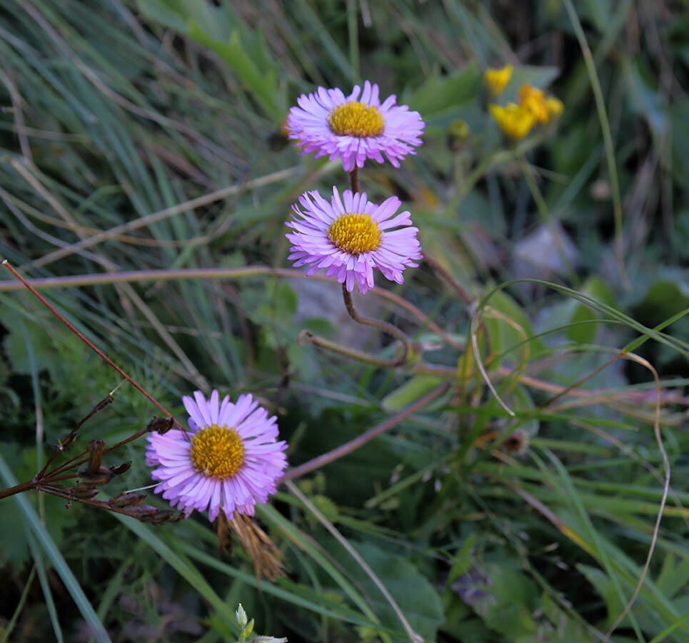 Горная астра