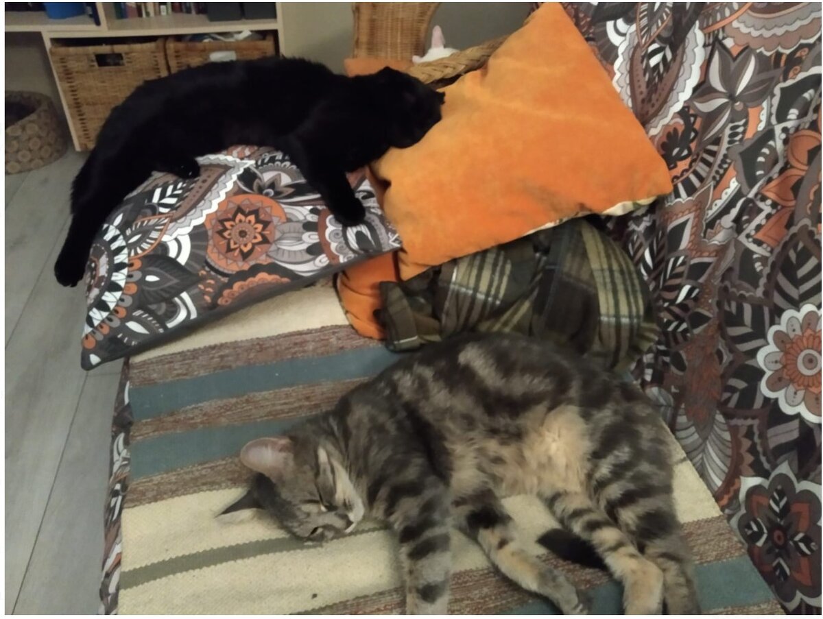 Луша спит на диване с кошкой Грушей