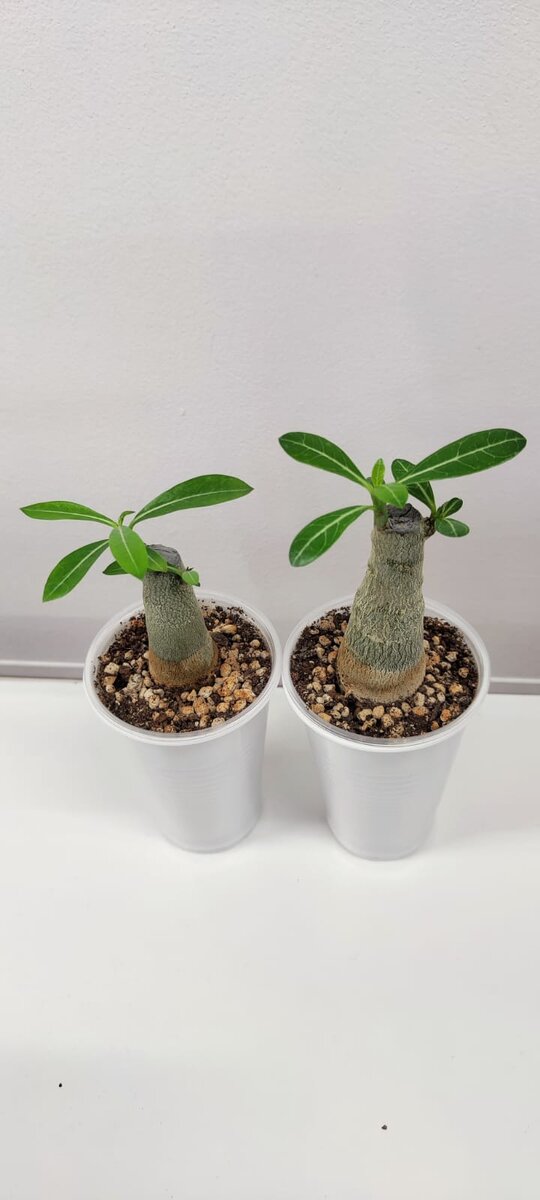 Появились новые побеги!