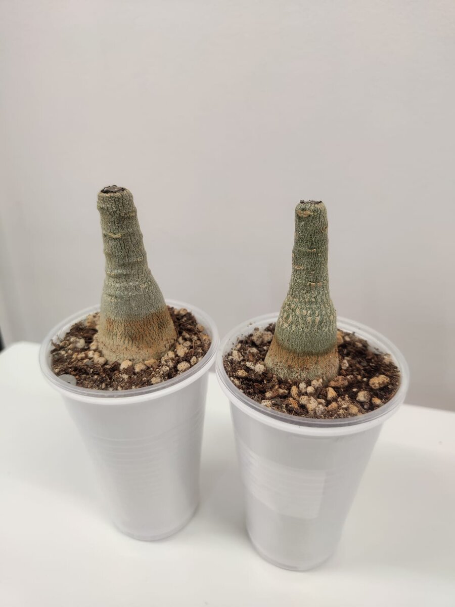 Обрезала своих красавчиков)