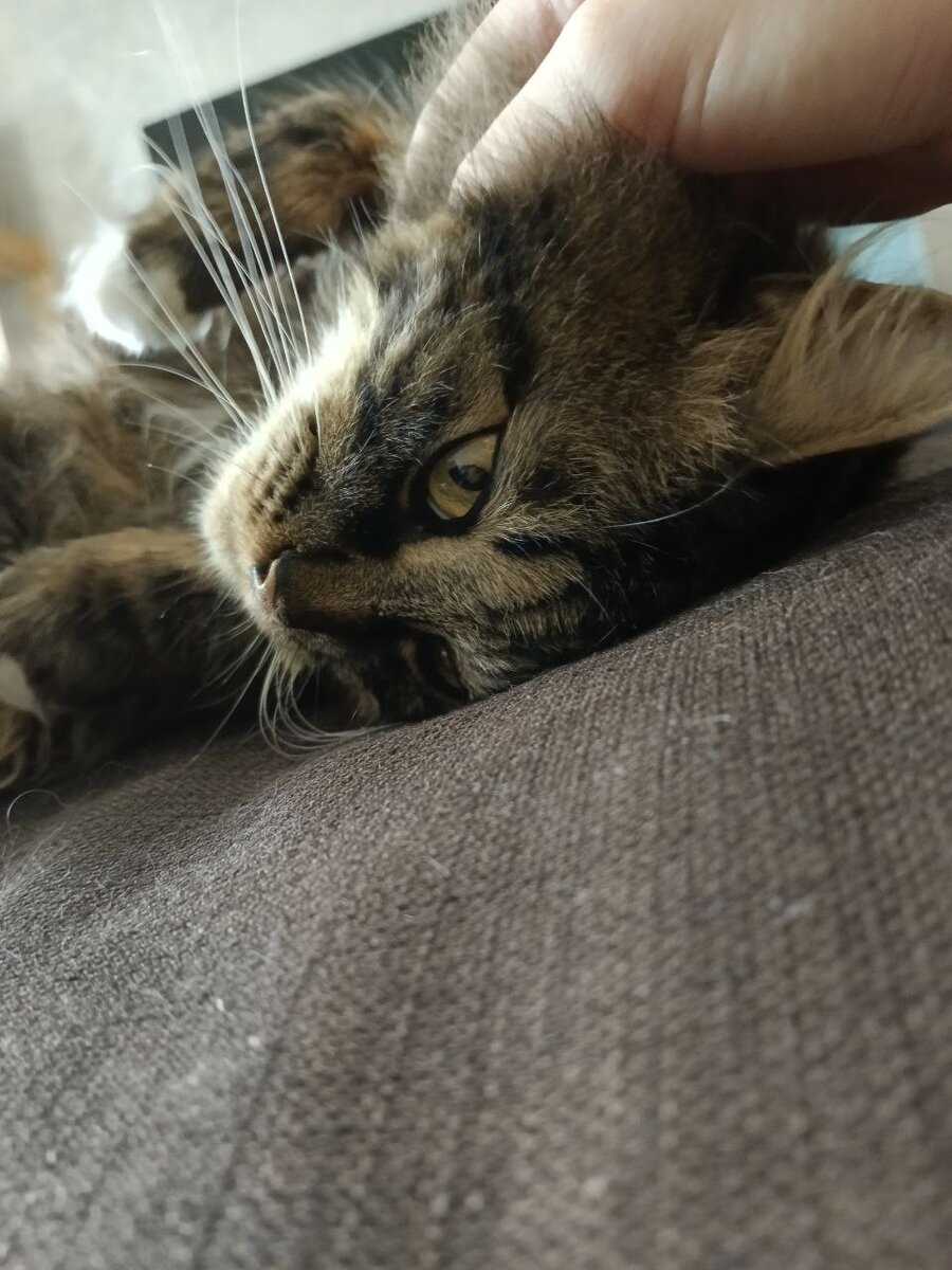 Утренняя глажка Шико