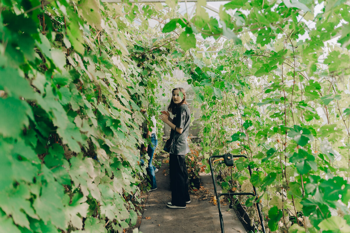 Виноград растет как в теплицах 