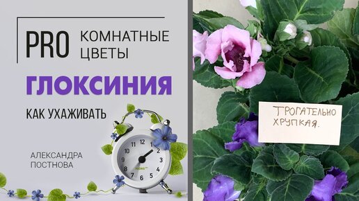 Глоксиния - цветок загадка _ Как подружиться с глоксинией, что нужно знать об ух