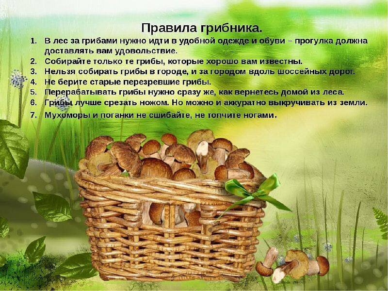 Проект грибное лукошко 5 7 класс