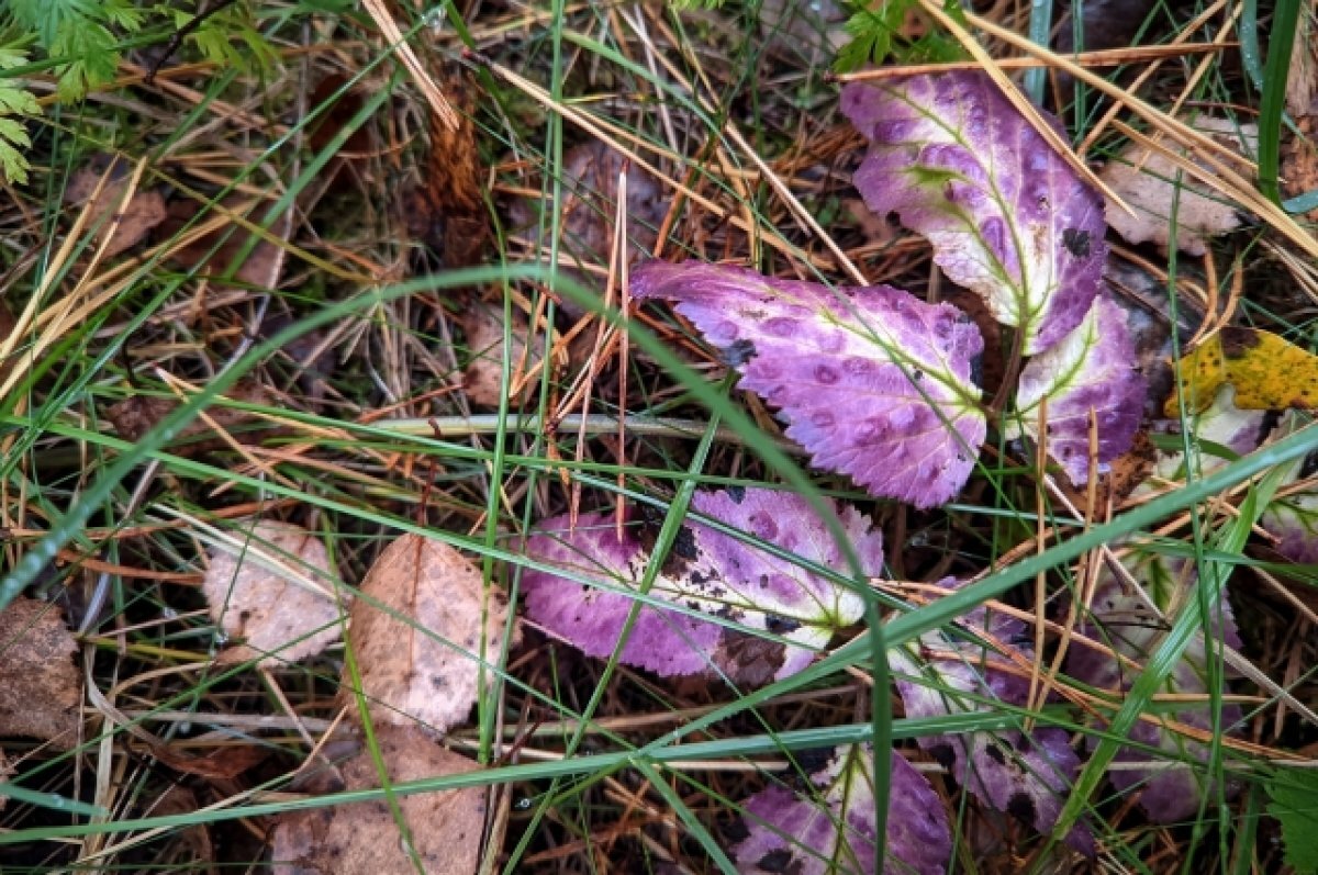    В Тверской области ожидаются первые заморозки и снег