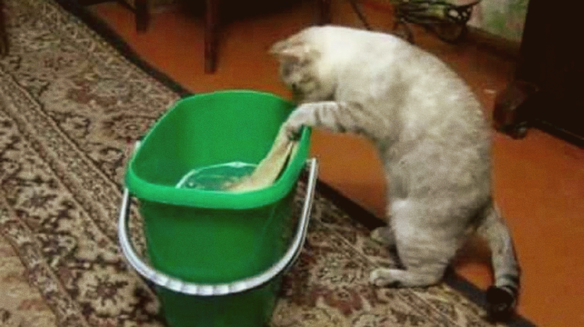 кот моет пол мем. кот с тряпкой пол протирает. кот моет полы. кот моет пол. кот моет пол.