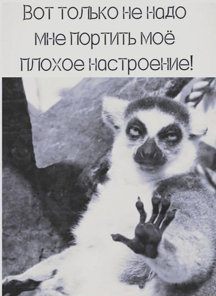 Даже не пытайся поднять настроение человеку , негативно настроенному. У него оно всегда неважное, он и тебе испортит). Фото из открытого источника.