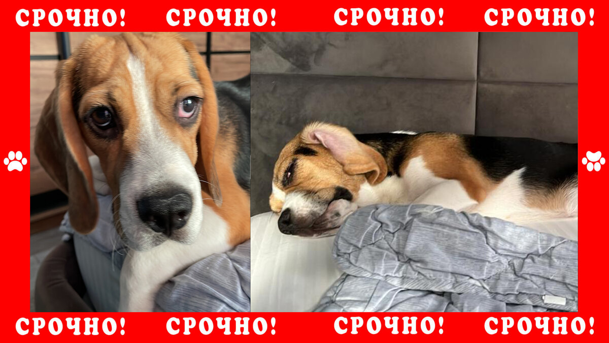 Бигль пропав в г. Мытищи