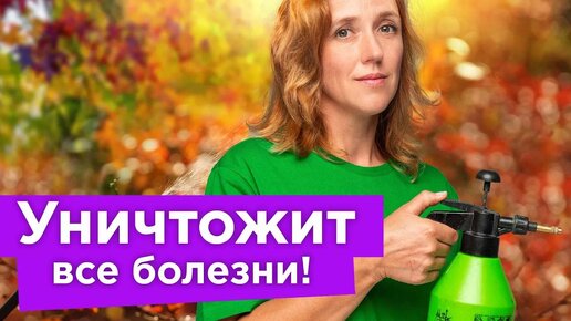 Всего одна обработка осенью спасет сад от болезней и вредителей! Искореняющая обработка пошагово