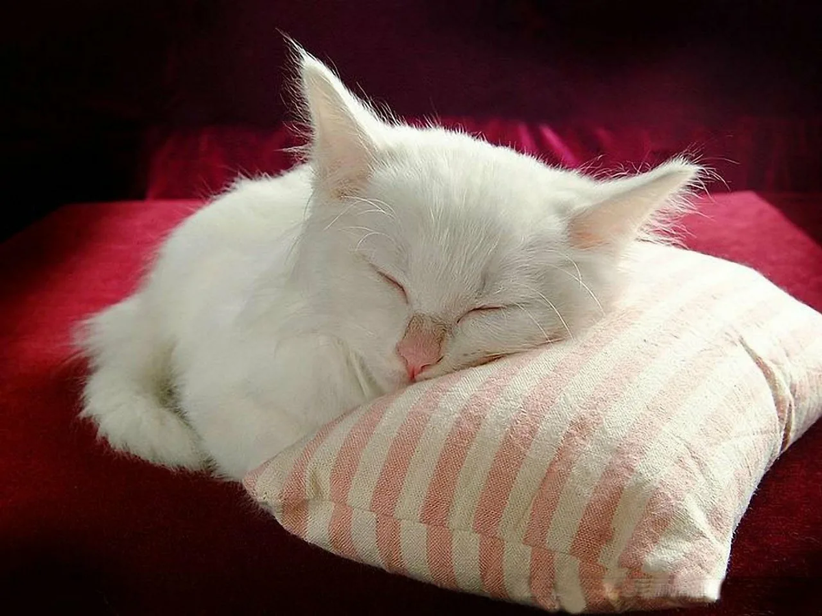 Сон котик. Кот спит на подушке. Подушка "котёнок". Спящий кот. Котенок под
