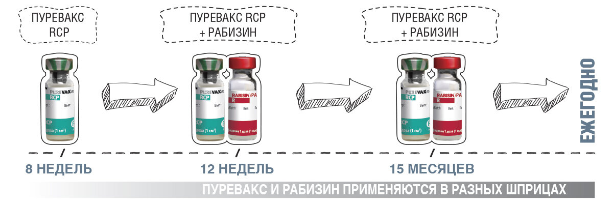 Вакцинация котят схема