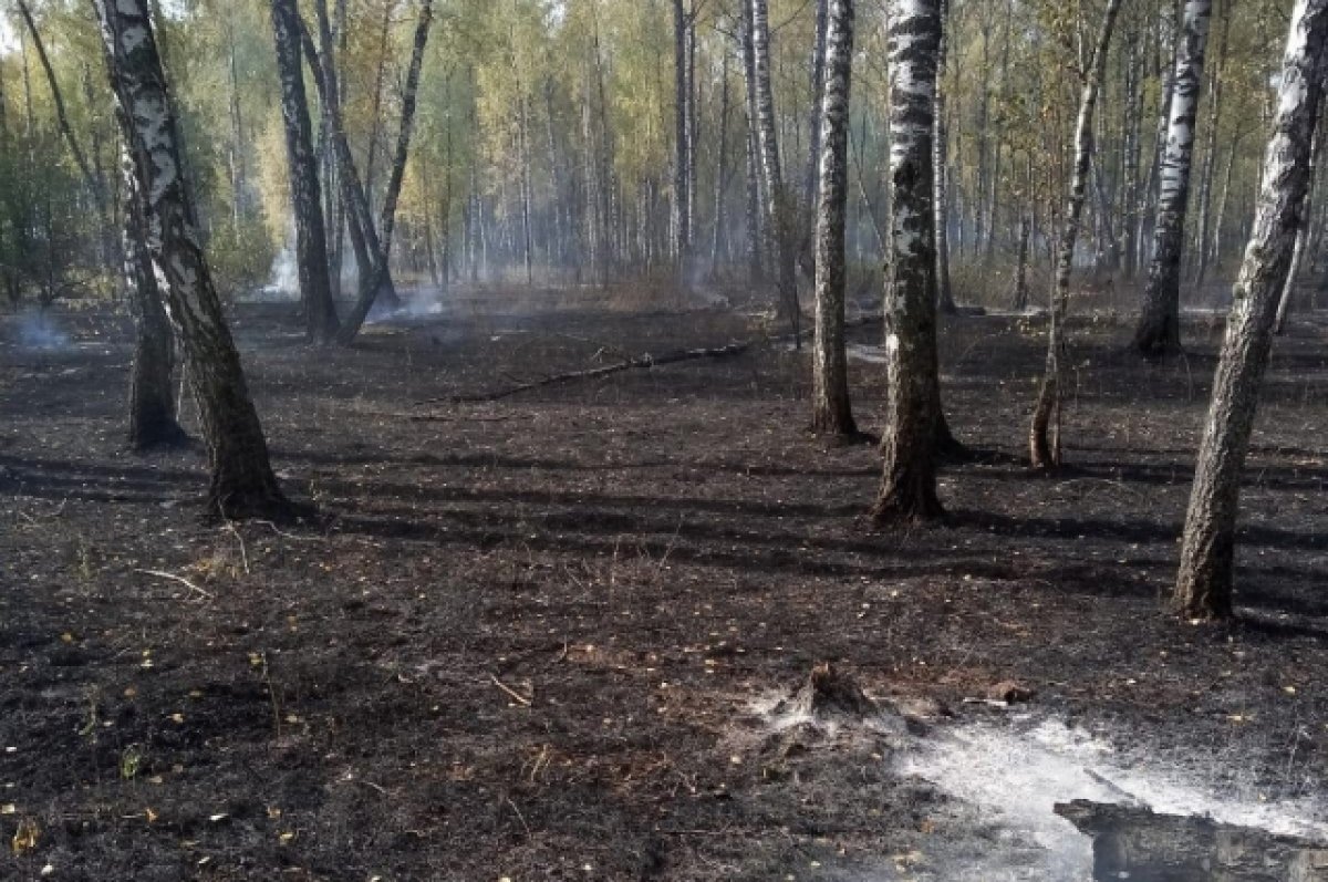    Около Белого озера в Николаевском районе потушили лесной пожар