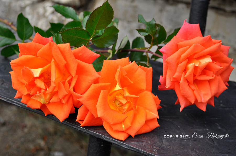 Осенью розы срезаю, чтобы кусты готовились к зиме