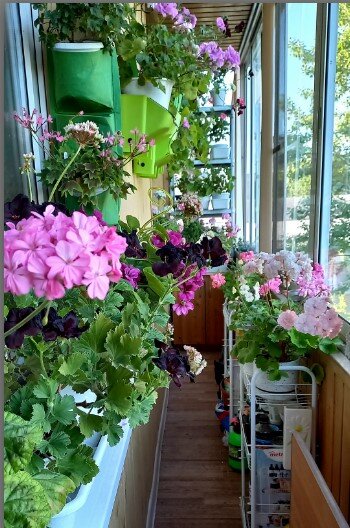 Ещё один вид в перспективу северной чвсти балкона.