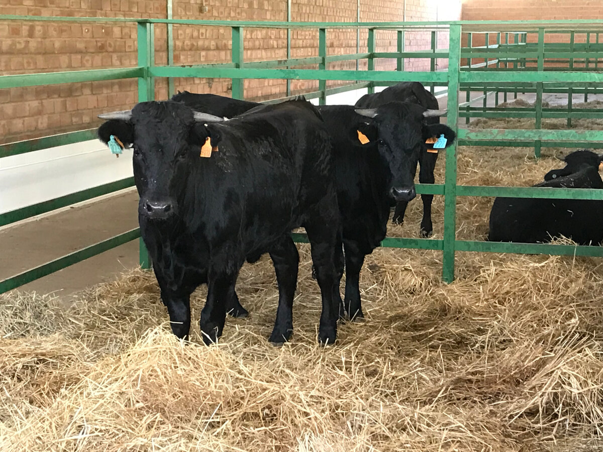 Коровы породы Авиленья