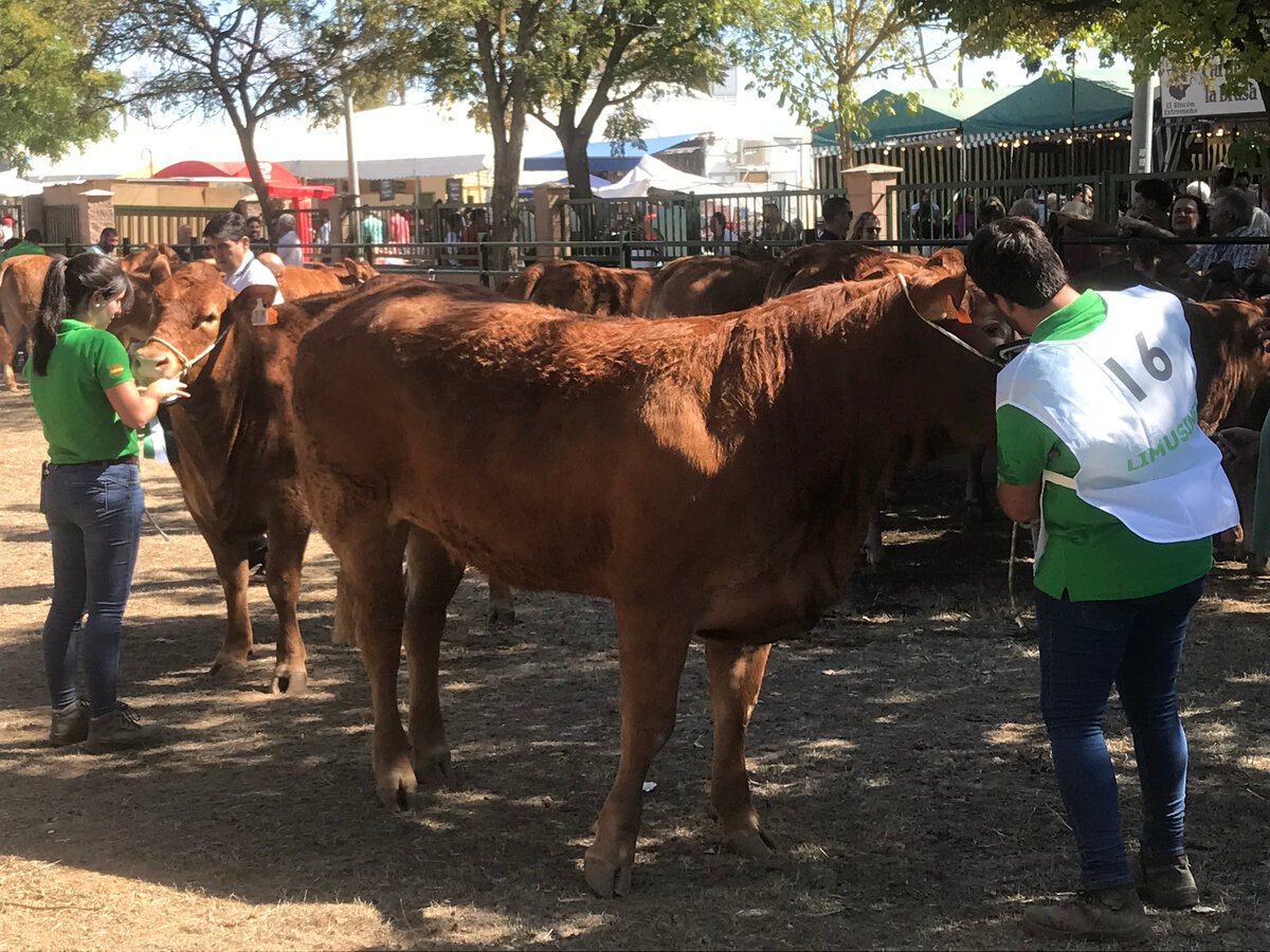Это Лимузины. До Чаролезов мы не дошли (листаем)