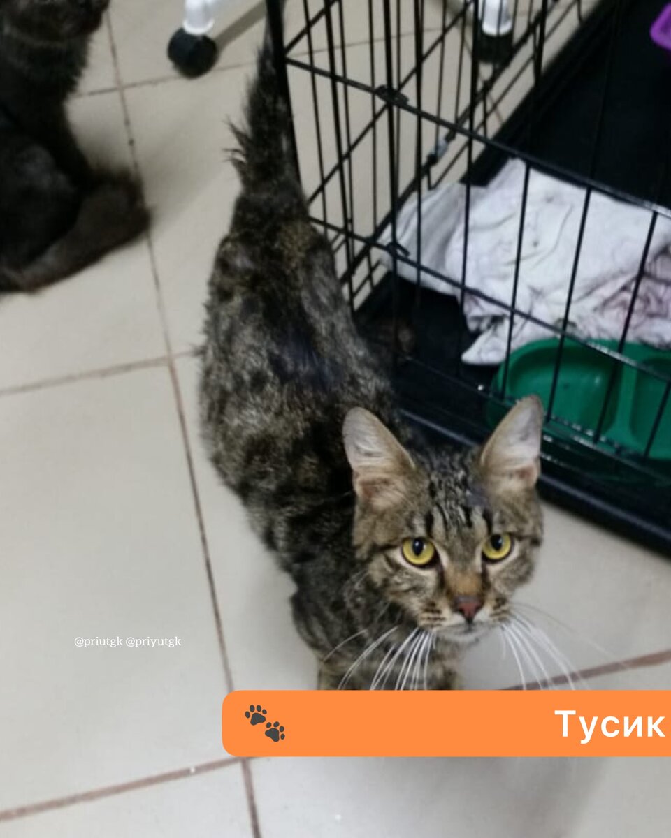 В приют поступают только пострадавшие и больные животные, которым никто кроме нас не может помочь.