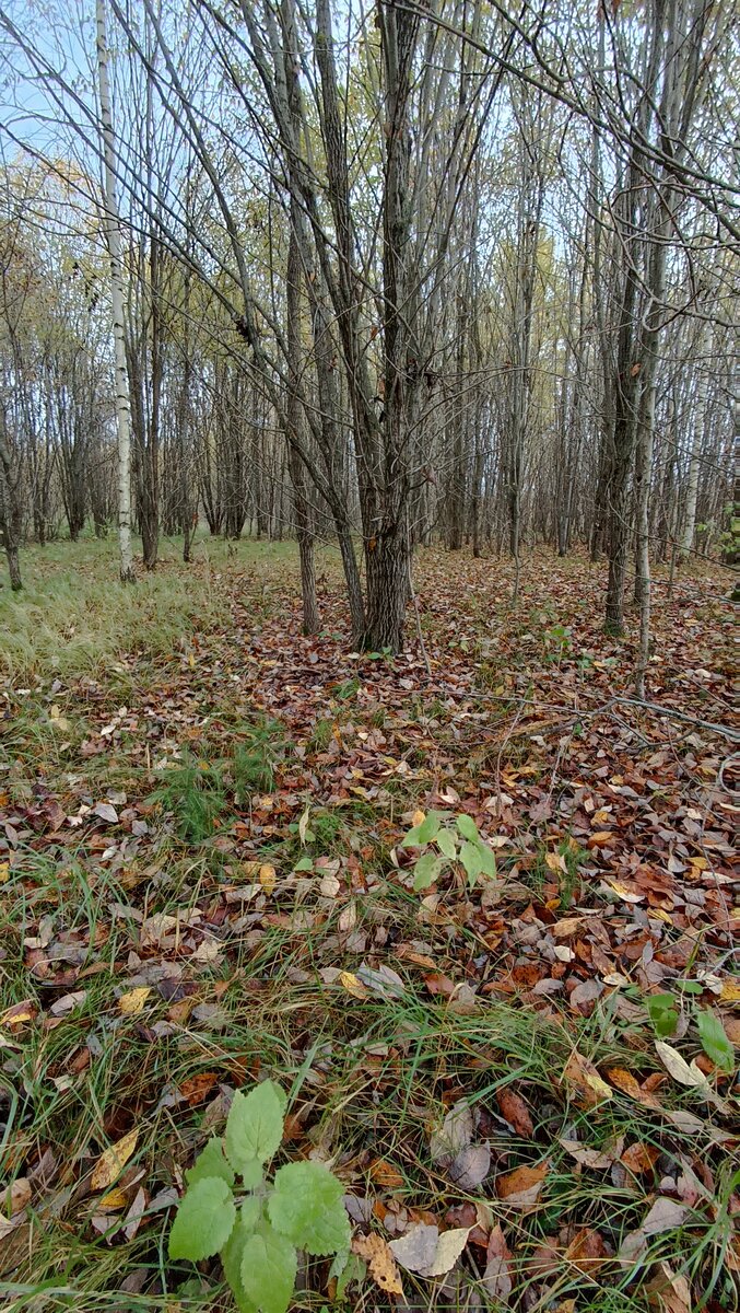 Бывшие сельскохозяйственные поля для поиска с металлоискателем