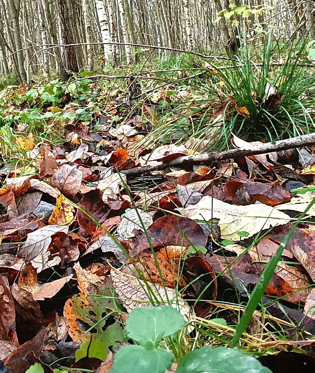 Опавшая листва в середине полей - хорошая дорожка для кладоискателей 